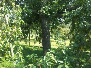 Streuobstbaum hinterm Haus in der Ostalb. Daraus entsteht unser tradioneller Schnaps. Online kaufen!
